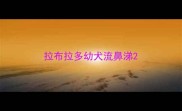 拉布拉多幼犬流鼻涕