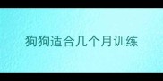 狗狗适合几个月训练