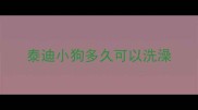 泰迪小狗多久可以洗澡