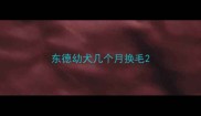 东德幼犬几个月换毛