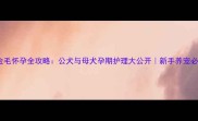 金毛怀孕全攻略公犬与母犬孕期护理大公开新手养宠必看