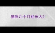 猫咪几个月能长大