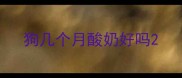 狗几个月酸奶好吗