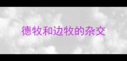 德牧和边牧的杂交