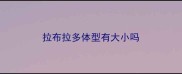 拉布拉多体型有大小吗