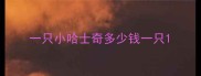 一只小哈士奇多少钱一只