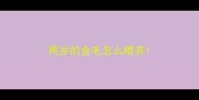 两岁的金毛怎么喂养