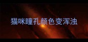 猫咪瞳孔颜色变浑浊