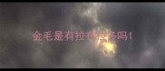 金毛是有拉布拉多吗