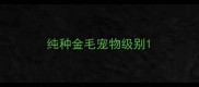 纯种金毛宠物级别