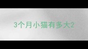 3个月小猫有多大