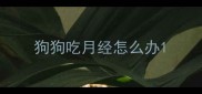 狗狗吃月经怎么办