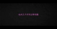 幼犬几个月可以带项圈