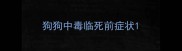 狗狗中毒临死前症状
