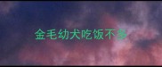 金毛幼犬吃饭不多