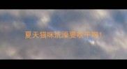 夏天猫咪洗澡要吹干吗