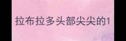 拉布拉多头部尖尖的