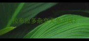 拉布拉多杂交犬多少钱