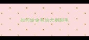 如何给金毛幼犬剃脚毛