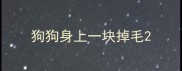 狗狗身上一块掉毛