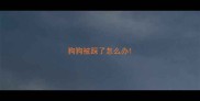 狗狗被踩了怎么办
