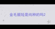 金毛腿短是纯种的吗