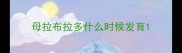 母拉布拉多什么时候发育