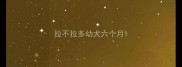 拉不拉多幼犬六个月