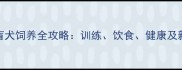 拉布拉多导盲犬饲养全攻略训练饮食健康及新手必读指南