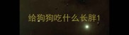 给狗狗吃什么长胖