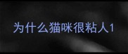 为什么猫咪很粘人