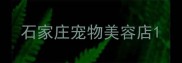 石家庄宠物美容店