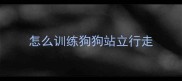 怎么训练狗狗站立行走