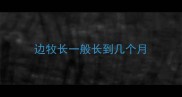 边牧长一般长到几个月