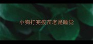 小狗打完疫苗老是睡觉