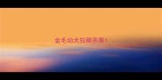 金毛幼犬拉稀恶臭