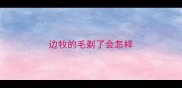 边牧的毛剃了会怎样