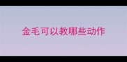 金毛可以教哪些动作