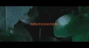 纯黑拉布拉多幼犬标准
