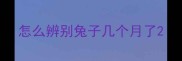 怎么辨别兔子几个月了
