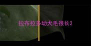 拉布拉多幼犬毛很长
