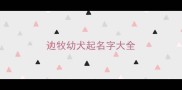 边牧幼犬起名字大全
