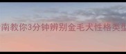 金毛性格超全指南教你3分钟辨别金毛犬性格类型新手养狗必看