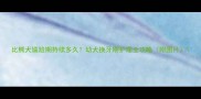 比熊犬尴尬期持续多久幼犬换牙期护理全攻略附图片