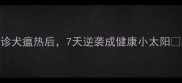 救命我家哈士奇确诊犬瘟热后7天逆袭成健康小太阳附超全护理指南