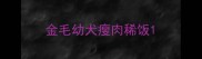 金毛幼犬瘦肉稀饭