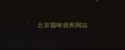 北京猫咪领养网站