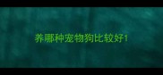 养哪种宠物狗比较好