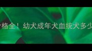 宠物级哈士奇价格全幼犬成年犬血统犬多少钱附选购指南
