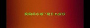 狗狗羊水破了是什么症状